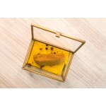 Pleva Surový propolis 20 g – Hledejceny.cz