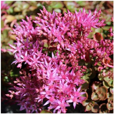 Rozchodník pochybný Voodoo - Sedum spurium - osivo rozchodníku - 50 ks