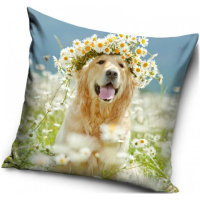 Carbotex polštář Zlatý retrívr 40x40 – Hledejceny.cz