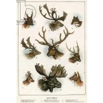 Obrazy - Anglická škola (19. století): Deer family - reprodukce obrazu – Zboží Dáma