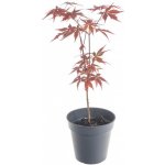 Javor japonský, Acer palmatum Atropurpureum, velikost květináče 10.5 cm – Zboží Dáma