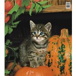 Press Igelitová taška 45 x 50 cm Kotě a dýně 1 kus – Zboží Dáma