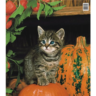 Press Igelitová taška 45 x 50 cm Kotě a dýně 1 kus – Zboží Dáma