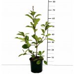Photinia fraseri 'Carré Rouge' Prodejní velikost: 020/030, Velikost hrnku: 1,5 l – Zbozi.Blesk.cz