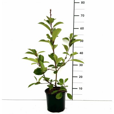 Photinia fraseri 'Carré Rouge' Prodejní velikost: 020/030, Velikost hrnku: 1,5 l – Zbozi.Blesk.cz
