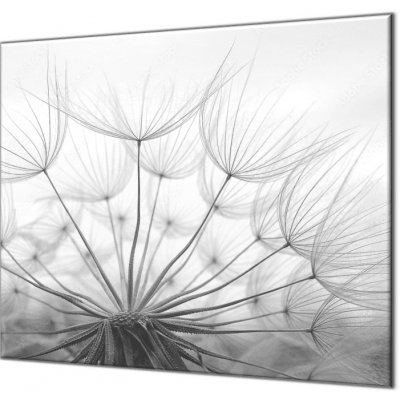 Glasdekor Ochranná krycí deska chmýří pampelišky šedé - Ochranná deska: 60x60cm, Lepení na zeď: Bez lepení na zeď – Sleviste.cz