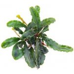 Bucephalandra pygmaea Bukit Kalem – Hledejceny.cz