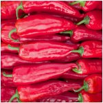 BIO Paprika Korosko Capsicum annuum bio semena papriky 6 ks – HobbyKompas.cz