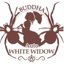 Buddha Seeds Auto White Widow semena neobsahují THC 1 ks