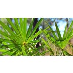 Saw palmetto kapsle - extrakt s 40% mastných kyselin 50 kapslí – Zboží Dáma