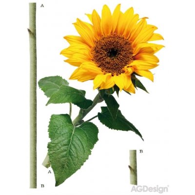 Ag Design AGF00476 samolepící dekorace Sunflower F 0476 Slunečnice rozměry 65 x 85 cm