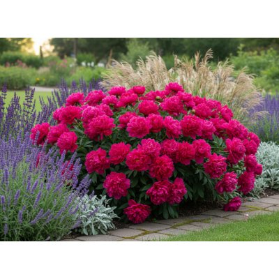 Pivoňka 'Red sarah bernhardt' v květináči – Sleviste.cz