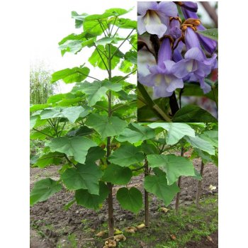 PAVLOVNIE PLSTNATÁ -PAULOWNIA TOMENTOSA/80 SEMEN/