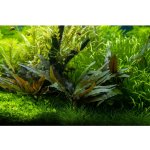 Cryptocoryne beckettii Petchii – Sleviste.cz