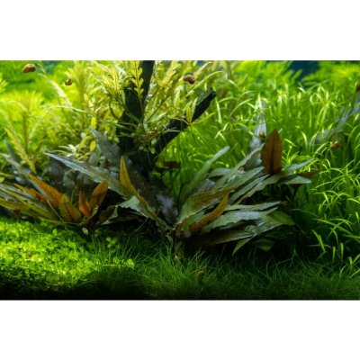 Cryptocoryne beckettii Petchii – Sleviste.cz