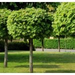 Acer plat. 'Globosum' Prodejní velikost: ok8/10, Velikost hrnku: 45 l – Sleviste.cz