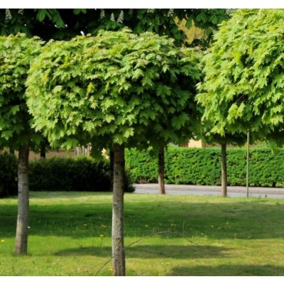Acer plat. 'Globosum' Prodejní velikost: ok8/10, Velikost hrnku: 45 l – Sleviste.cz