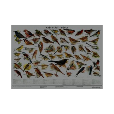 Plakát - Naši ptáci - pěvci – Zboží Mobilmania