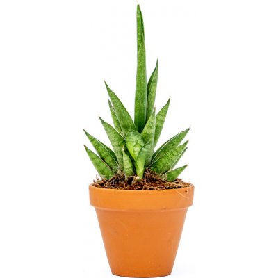 Gardners Sansevieria cylindrica Starshooter, průměr 7 cm Sanseveria, Tchýnin jazyk, Tenura – Zboží Dáma