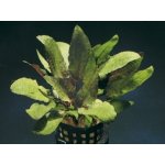 Cryptocoryne wendtii Tropica – Sleviste.cz