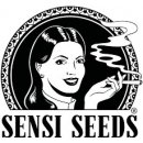 Sensi Seeds Jack Herer semena neobsahují THC 3 ks