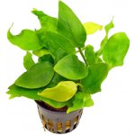 Anubias barteri var. nana Golden – Zbozi.Blesk.cz