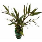Alternanthera reineckii Mini – Zboží Dáma