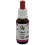 Salvia Paradise Echinacea třapatka nachová AF tinktura 30ml – Hledejceny.cz
