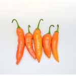 Chilli Aji Amarillo - Capsicum annuum - semena chilli - 7 ks – Hledejceny.cz