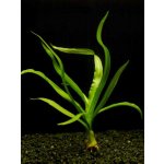 Crinum thaianum - Křín thajský – Zboží Mobilmania