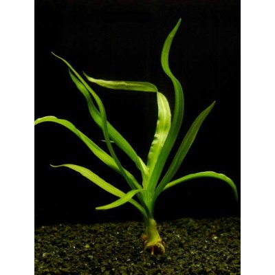 Crinum thaianum - Křín thajský – Zboží Mobilmania