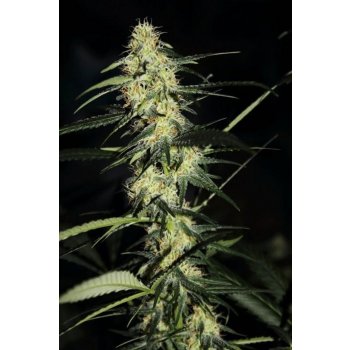 Killer Kush F1 Fast Version Sweet Seeds Feminizované 3 kusy