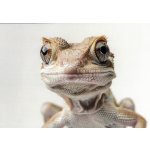 Pohlednice Ještěrka – Sleviste.cz