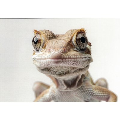 Pohlednice Ještěrka – Sleviste.cz