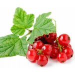 Dr.Hlaváč rybízová Náplň Top 5 kg – Sleviste.cz