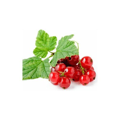 Dr.Hlaváč rybízová Náplň Top 5 kg – Sleviste.cz