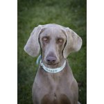 PetAtlet Gravírování na obojek – Zboží Dáma