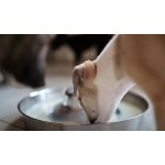 Eminent Mléko pro štěňata 2000 g – Zbozi.Blesk.cz