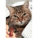 Pohlednice Kočka 103 – Zboží Dáma