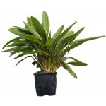 Echinodorus horemanii green - Šípatkovec horemanii green – Hledejceny.cz