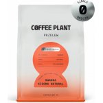 Coffee Plant Rwanda Kigoma zrnková 250 g – Hledejceny.cz