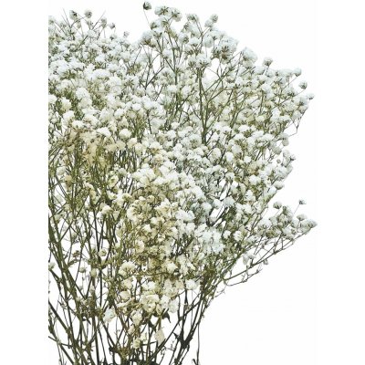 Nevěstin závoj/stabilizovaná Gypsophila svazek/kytice přírodní bílá 45g – Sleviste.cz