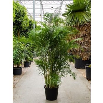 Areca Lutescens (chrysalidocarpus) 45x220cm