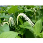 Saururus cernuus – Sleviste.cz