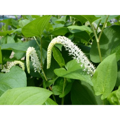 Saururus cernuus – Sleviste.cz