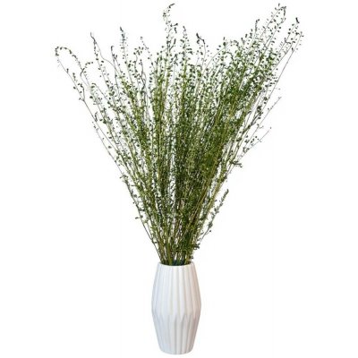 Řeřicha (Lepidium) stabilizovaná zelená svazek 60g – Zboží Dáma