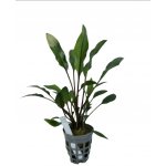 Cryptocoryne wendtii - Kryptokoryna Wendtova – HobbyKompas.cz