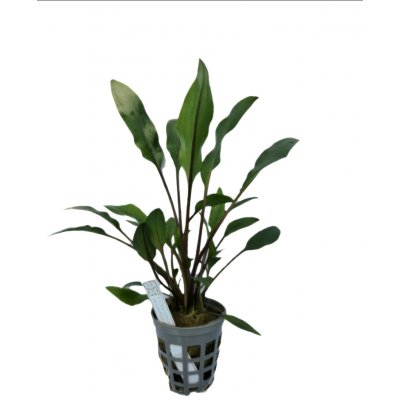 Cryptocoryne wendtii - Kryptokoryna Wendtova – HobbyKompas.cz