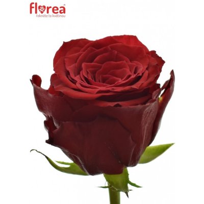 Červená růže RED TORCH 50cm (M)