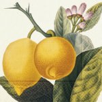 Papírový ubrousek Lemons – Hledejceny.cz